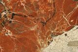 Polished Petrified Wood (Araucarioxylon) - Arizona #284324-1